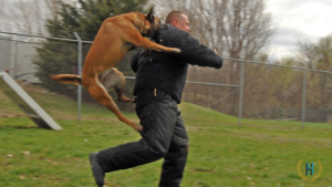 Can You File A Dog Bite Claim For A Dog Attack That Was Provoked?