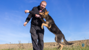 How To Deal With Dog Bite Injury Claim Process?