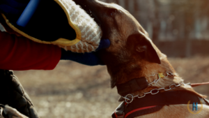 The Dangers of Dog Bite Injury and Negligent Owners